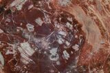 Purple/Red, Arizona Petrified Wood Round - Amethyst Pocket #210878-2
